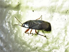 Delochilocoris illuminatus