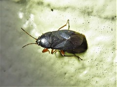 Delochilocoris illuminatus