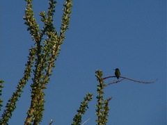 Fouquieria splendens