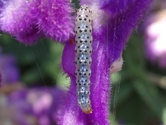 Pyrausta inornatalis