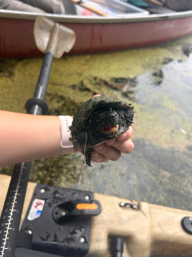 Eastern Musk Turtle observed by priscilla0339