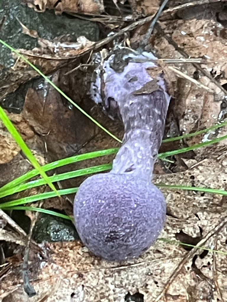 violet webcap · September 2026 · photo: Photo: no rights reserved · iNaturalist