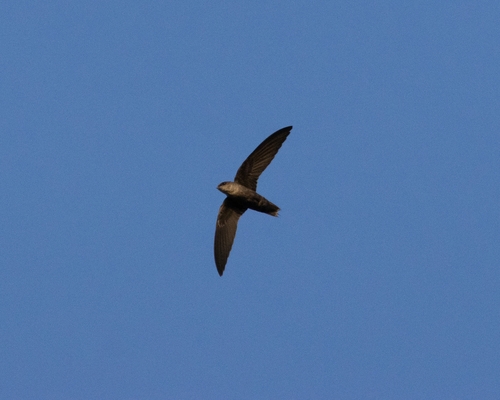 Chimney Swift observed by cpersia