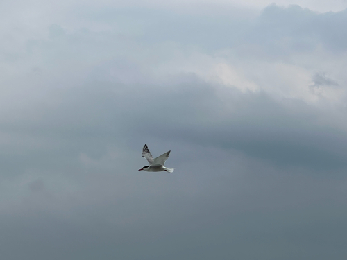 Common Tern observed by lisko