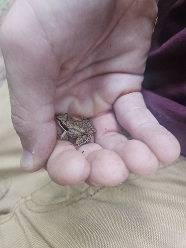 Wood Frog observed by kaidenwhaley