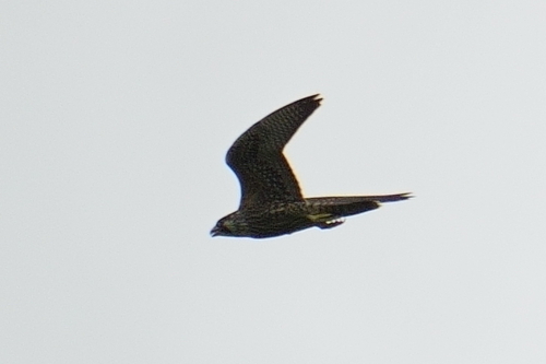 Peregrine Falcon observed by kathy_bill