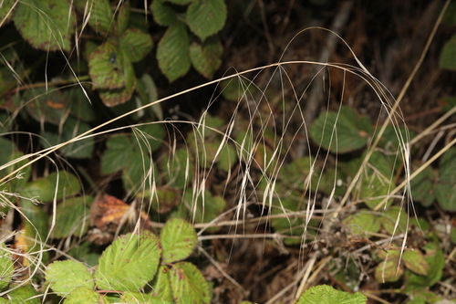 Bromus sterilis, photograph 6