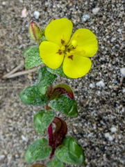 Camissoniopsis cheiranthifolia cheiranthifolia