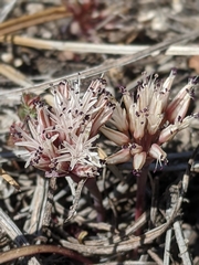 Allium burlewii