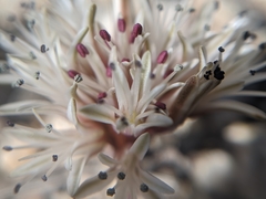 Allium burlewii