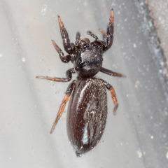 Metacyrba