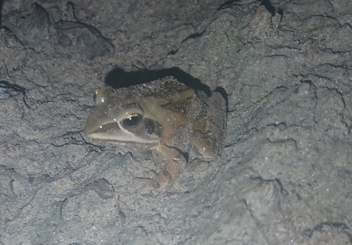 Ornate frog