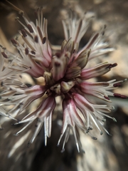Allium burlewii