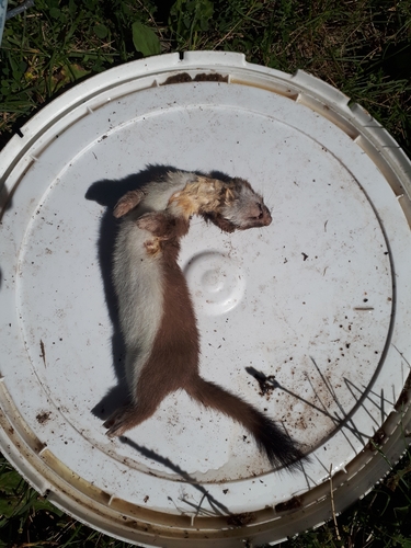 American Ermine