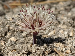 Allium burlewii