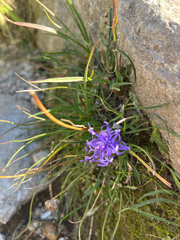 Phyteuma hemisphaericum, photograph (c) Renee Grebe, some rights reserved (CC BY)