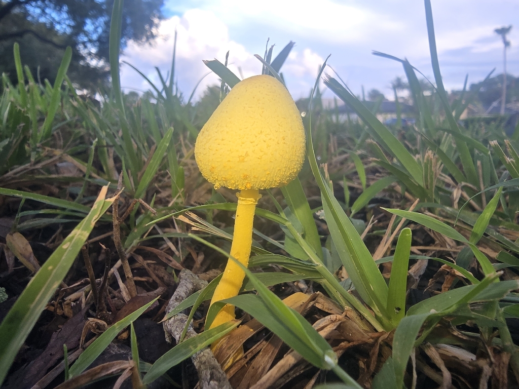 flowerpot parasol · August 2026 · photo: Photo: (c) Michelle Sevcovas, some rights reserved (CC BY) · iNaturalist