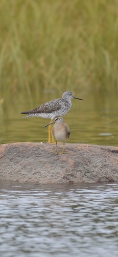 Short-billed Dowitcher