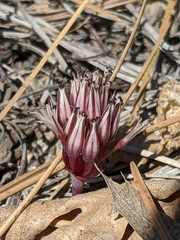 Allium burlewii