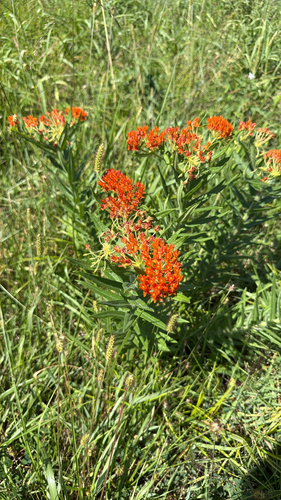 butterfly milkweed