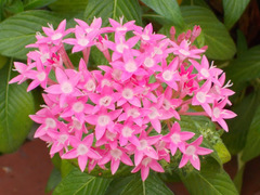 Pentas lanceolata