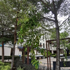 Dendrophthoe pentandra