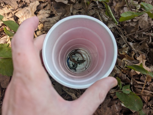 Common Five-lined Skink