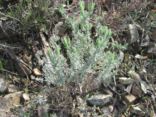 Lavandula stoechas