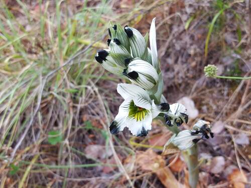 Chloraea bletioides, photograph 1