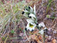 (c) Cesar Ormazabal, some rights reserved (CC BY) Chloraea bletioides, photograph (c) Cesar Ormazabal, some rights reserved (CC BY)