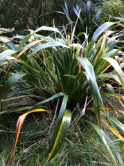 Phormium