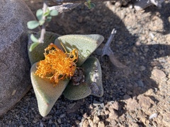 Pleiospilos compactus