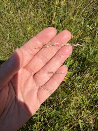 Canadian Ricegrass