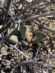 Pleiospilos compactus