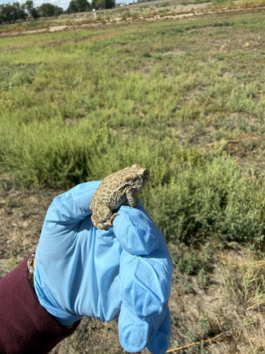 Woodhouse's Toad observed by salix_t2000