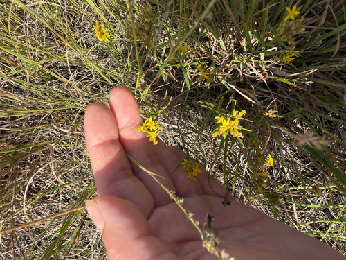 Broom Snakeweed