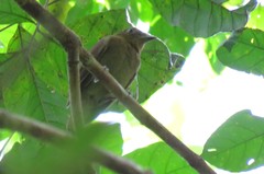 Schiffornis veraepacis