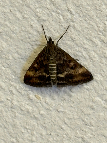 Straw-barred Pearl