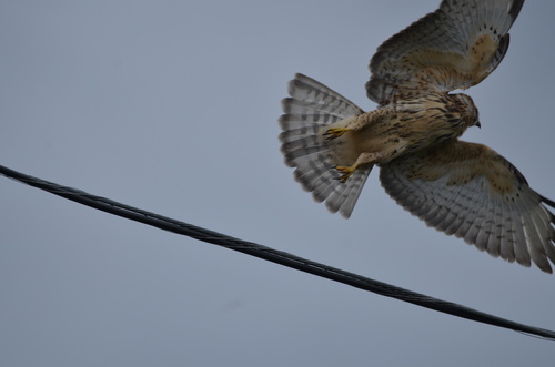 Broad-winged Hawk observed by boreal_brown