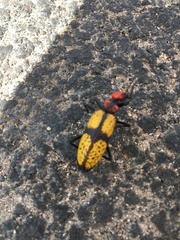Tegrodera aloga