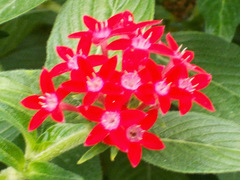 Pentas lanceolata