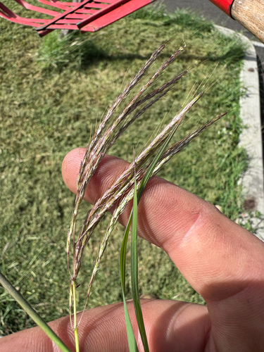 Bothriochloa pertusa observed 2026-09-01