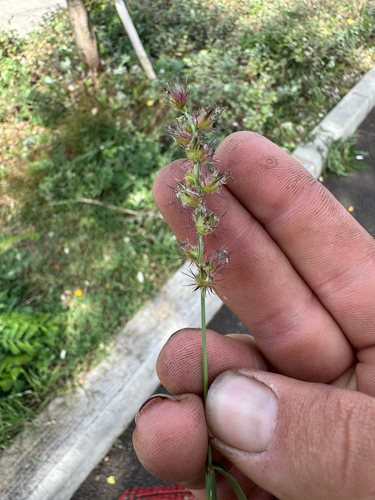 Cenchrus echinatus observed 2026-09-01