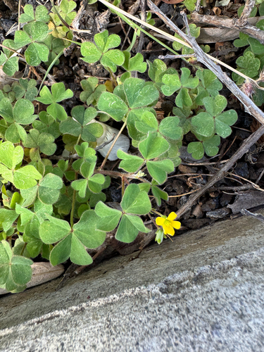 Oxalis corniculata observed 2026-09-01