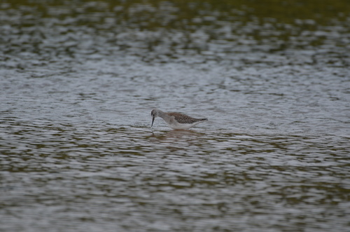 Lesser Yellowlegs