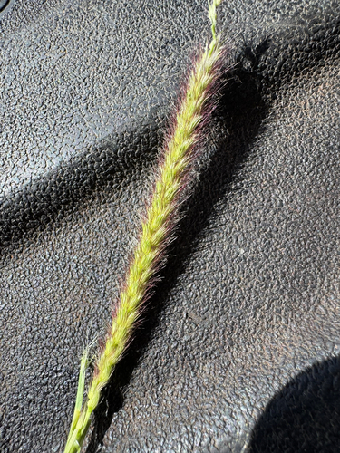 Cenchrus ciliaris observed 2026-09-01