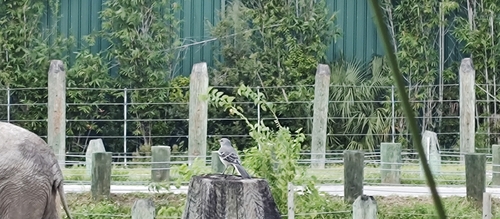Northern Mockingbird observed by charles_pritchard