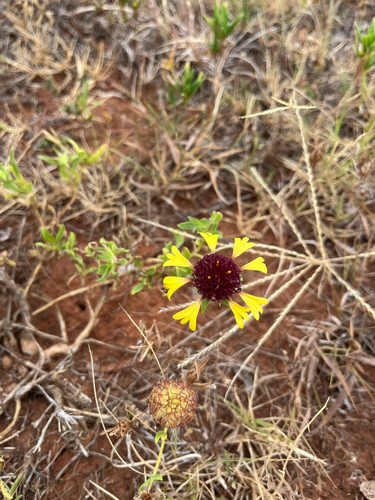Lanceleaf blanketflower
