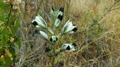 Chloraea bletioides