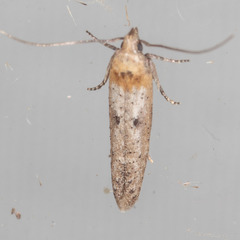 Obithome punctiferella
